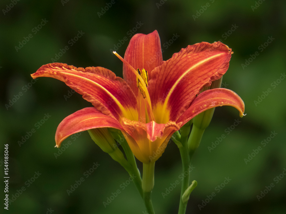 Fototapeta premium Vibrant Red-Orange Daylily in Full Bloom Against a Dark Background