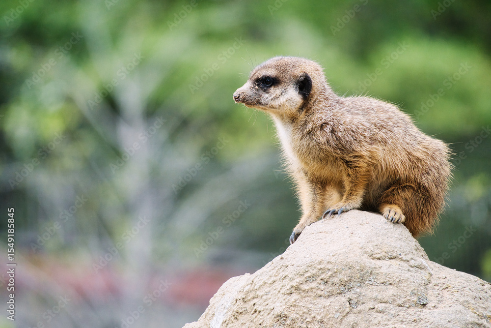 Fototapeta premium Watchful meerkat on rocks in front of green, blurred background, animal photo.