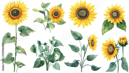 Watercolor Sunflower Collection Isolated Floral Elements for Design and Decoration
