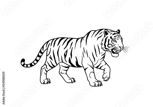 Asian tiger drawing. It is a black and white outline image of an Asian tiger, a powerful striped big cat, walking. Vector sketch line art draw.