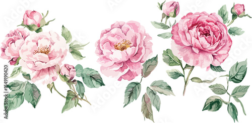 Watercolor Pink Roses and Buds Illustration for Floral Design Elements