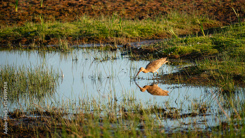 Feeding Curlew at Druridge Pools Nature Reserve, which is close to the Northumberland coast and was a former opencast mine, now a popular reserve with wildfowl and waders in the wetland