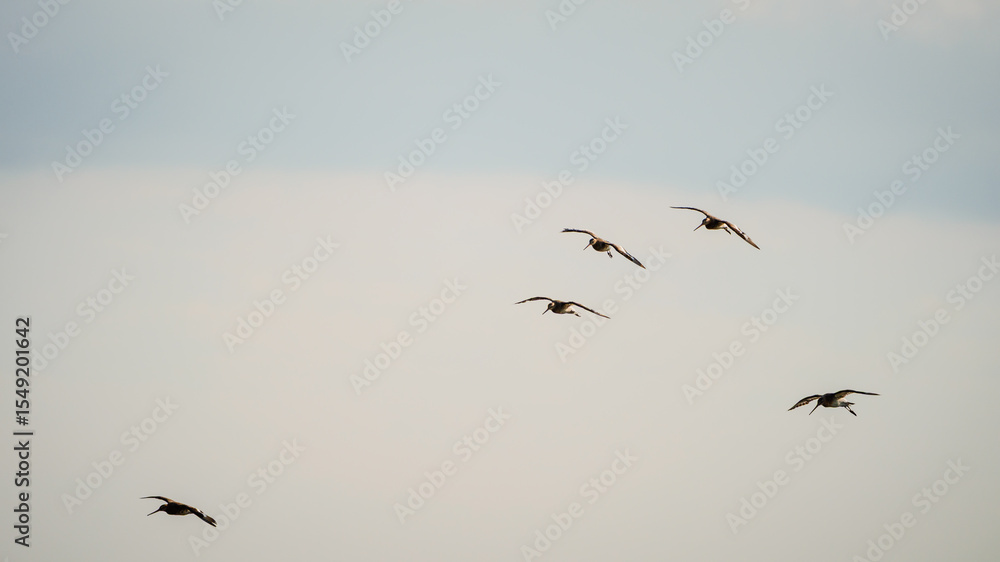 Fototapeta premium Godwits fly into Druridge Pools Nature Reserve, which is close to the Northumberland coast and was a former opencast mine, now a popular reserve with wildfowl and waders in the wetland