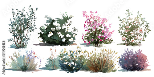 bush of flowers on white background. Bush tree flower of bougainvillea on isolated transparent background	