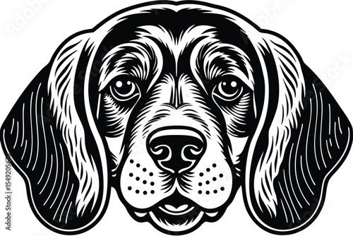 Beagle's face stares straight forward in bold monochrome contrast creating an impactful artistic statement