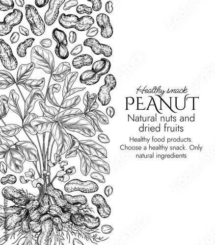 Vector frame with peanut bush  in engraving style. Graphic banner with groundnut. Frame with growing healthy snack. Nuts in shell and cut. Peanut butter