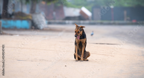 Homeless street dog, doberman sitting in middle of road, abandoned, lonely stray pet, abandonment of animal during holiday season, welfare issue