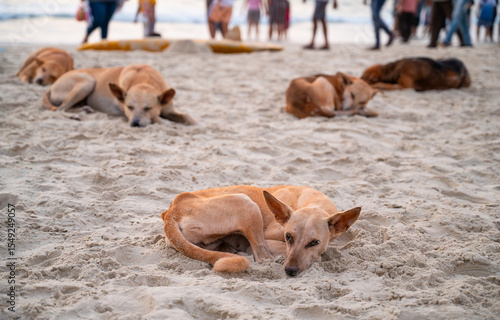 Canvas Print Homeless street dogs sleeping on the beach of Goa, India, abandoned and unhappy,