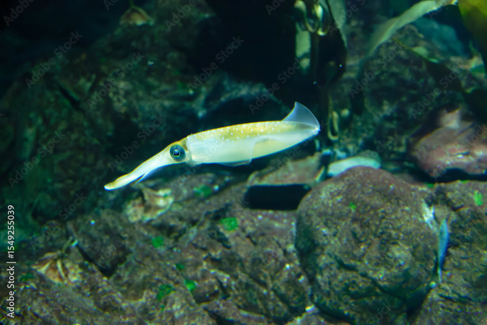 Fototapeta premium Bigfin reef squid (Sepioteuthis lessoniana) under water