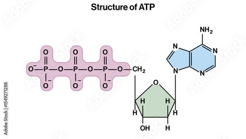 Structure of ATP Vector Illustration Showing Adenine Ribose and Three Phosphate Groups Energy Molecule Biology EPS Format White Background