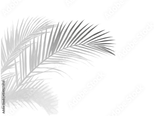 Realistic shadow overlay effect. Natural palm leaf shadows isolated on transparent background. Tropical coconut branch shade, foliage silhouette decoration. Design element for summer spring projects