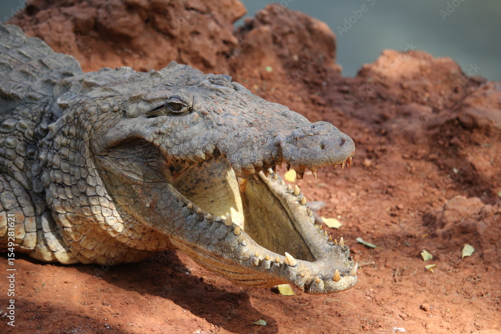 Fototapeta premium Krokodil