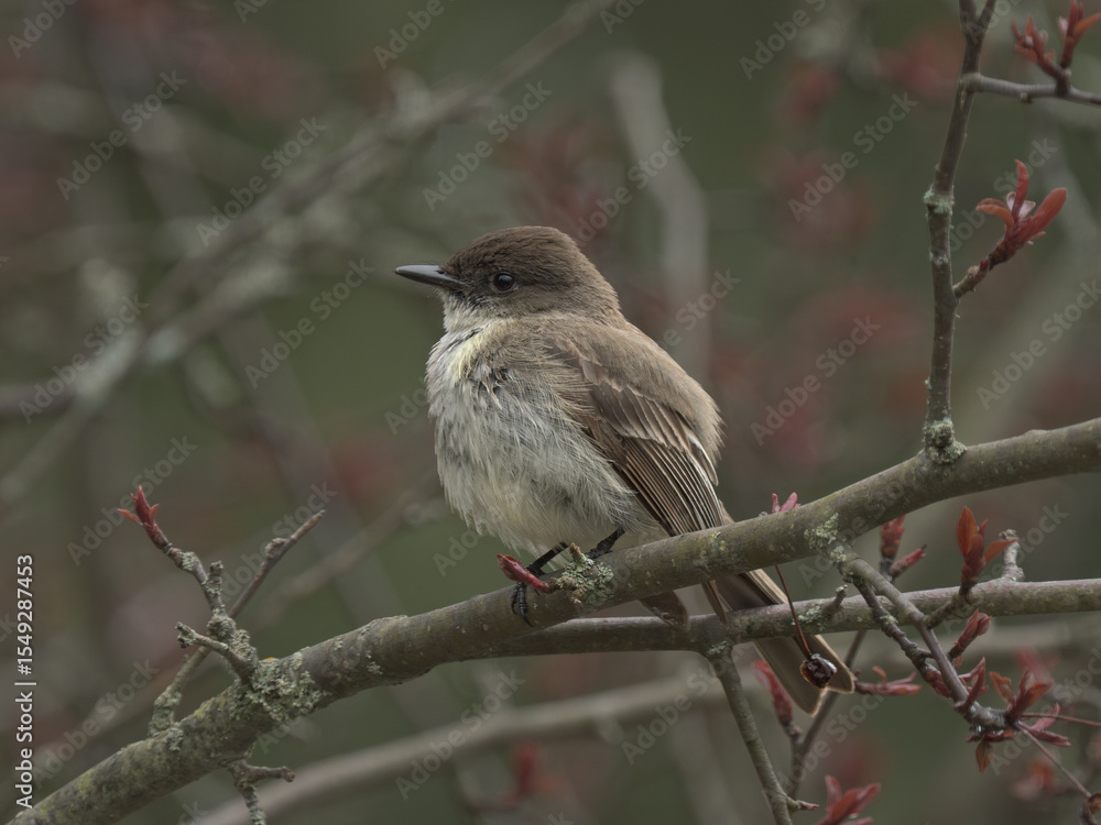Obraz premium Eastern Phoebe perched sitting on a branch in a flowering crab apple tree