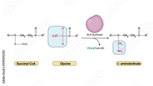 Gamma Aminolevulinic Acid Synthesis Vector Illustration ALA Formation from Succinyl CoA and Glycine via ALA Synthase Biochemistry Pathway EPS Format White Background

