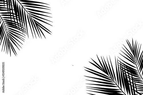 palm tree silhouette fram