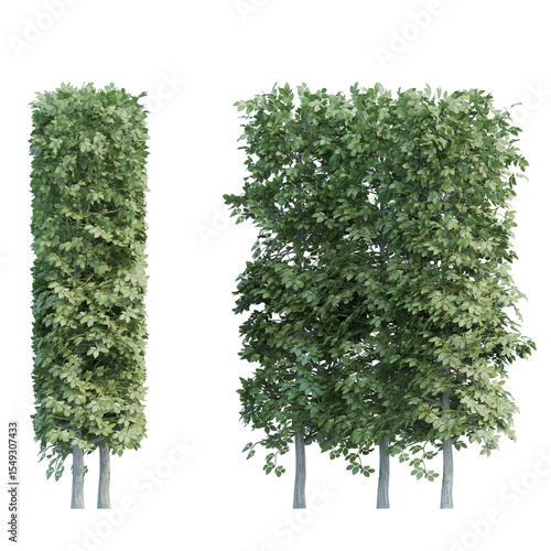 Fototapeta Naklejka Na Ścianę i Meble -  hornbeam set isolated on transparant background. 3d illustration