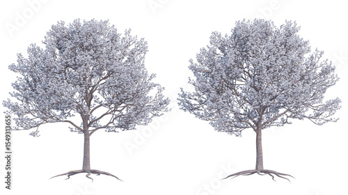 almond tree set isolated on transparant background. 3d illustration