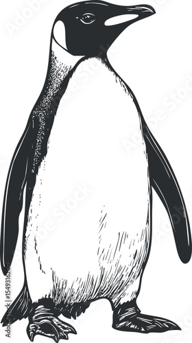 Detailed black and white illustration of a standing penguin showing side profile with flippers and beak