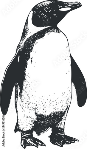 Detailed black and white illustration of a penguin standing upright showing its distinctive features and plumage