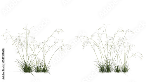 giant feather grass set isolated on transparant background. 3d illustration