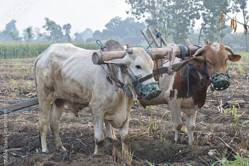 Принти на полотні the appearance of a cow whose power is used to plow the rice fields