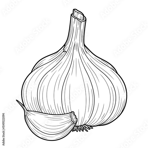 Garlic illustration, detailing bulb and stems in black lines on white backdrop