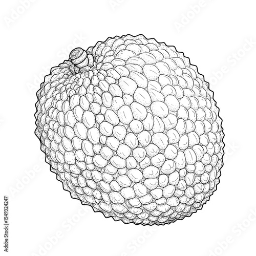 Detailed black and white drawing of a lychee fruit with bumpy texture and a small stem