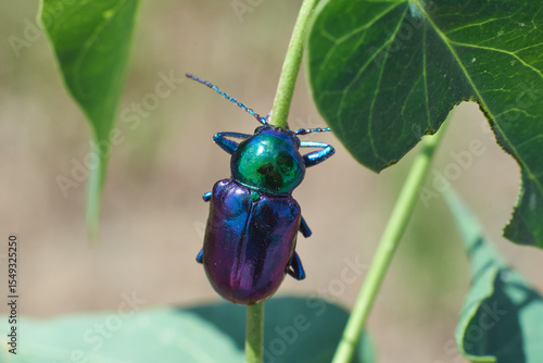 Chrysochares asiaticus on spring leaf