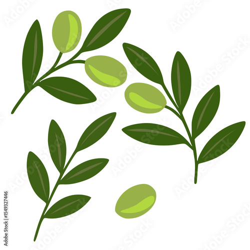 A vector illustration featuring stylized olive branches with varying shades of green leaves and olives, creating a fresh and natural design element.