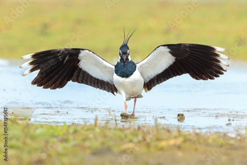 Tableau sur toile Northern lapwing, Vanellus vanellus, wading bird in a meadow