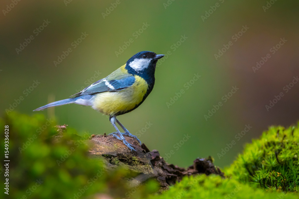 Obraz premium Great tit Parus major bird closeup