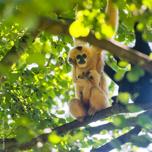 Photography Yellow cheeked gibbon (Nomascus leucogenys) female with cub