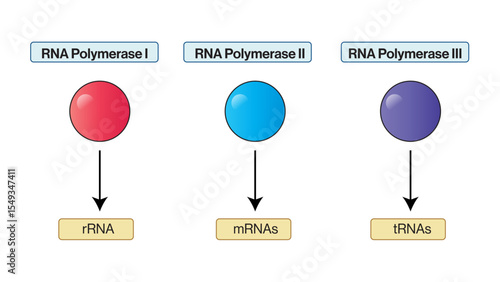 RNA Polymerase I II III Vector Illustration Transcription of rRNA mRNA and tRNA in Eukaryotic Cells Gene Expression Pathway EPS Format White Background