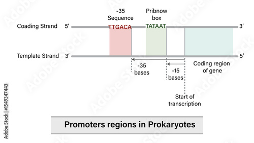 Prokaryotic Promoter Region Vector Illustration Minus 35 Sequence Pribnow Box Coding Strand Template Strand RNA Polymerase Binding EPS Format White Background