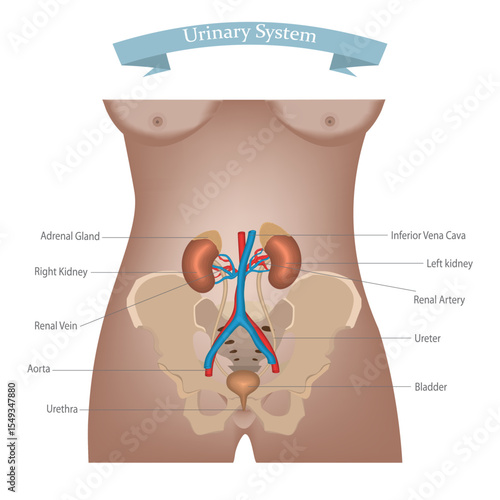 Human urinary system anatomy with labels. Human Urinary System Diagram with Labeled Organs Including Kidneys, Ureters, Bladder, Urethra, and Blood Vessels.