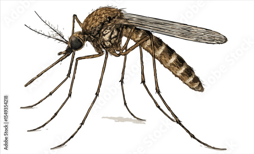 Culex quinquefasciatus