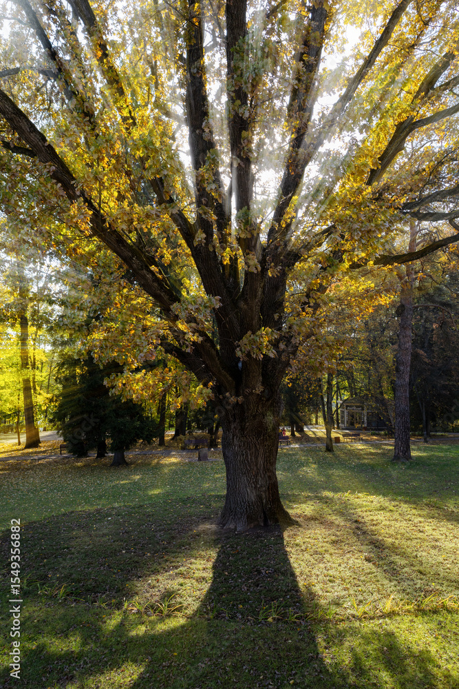 Fototapeta premium autumn trees in the park