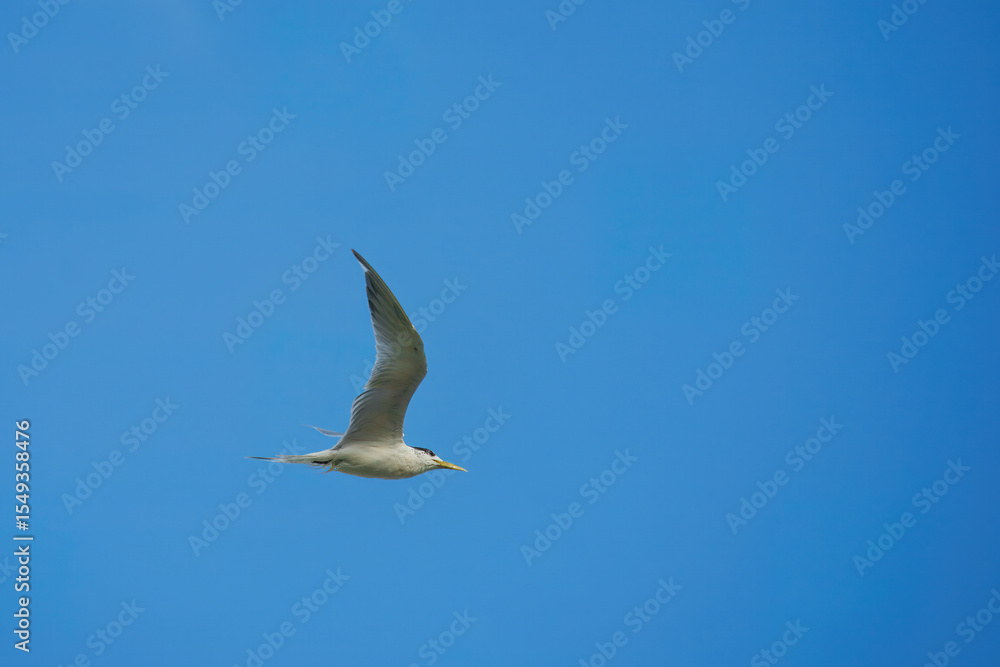 Greater crested tern bird flying near the beach, Mahe, Seychelles Greater crested tern bird flying near the beach, Mahe, Seychelles