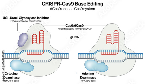 CRISPR Cas9 Base Editing Vector Illustration with gRNA Cytosine Deaminase Adenine Deaminase and UGi Precision Genome Engineering EPS Format White Background

