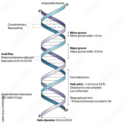DNA Double Helix Structure Vector Illustration Base Pairing Antiparallel Strands Sugar Phosphate Backbone Molecular Biology EPS Format White Background

