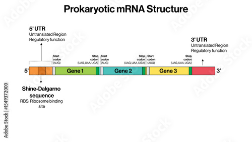 Prokaryotic mRNA Structure Vector Illustration Shine Dalgarno Sequence Start Codon Coding Region Stop Codon Transcription EPS Format White Background