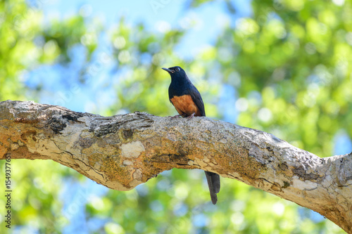 Sri Lanka shama bird with glossy black and rich orange plumage perches on a sunlit tree branch in Yala National Park. 