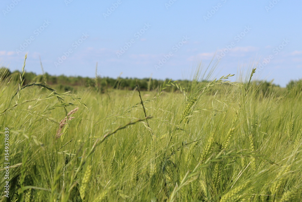 Obraz premium meadow