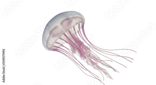 Isolated Jellyfish