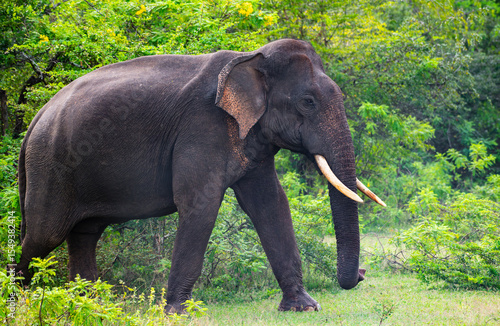 фотографія Majestic Sri Lankan tusker elephant walks calmly surrounded by lush greenery in