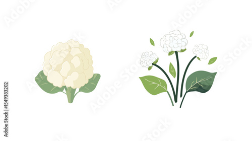 Fresh Cauliflower Isolated on White Background – Clean Vegetable Image