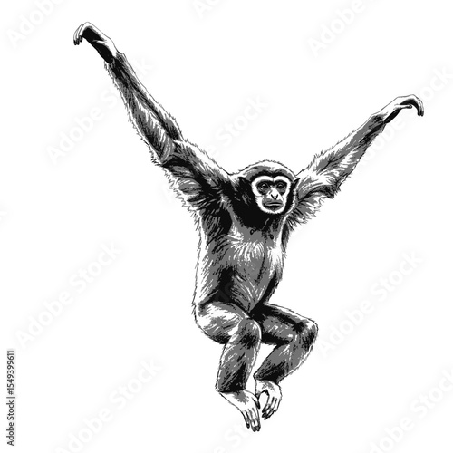  Pileated Gibbon – Hylobates pileatus. Drawing of a lar gibbon sitting on a branch. Suitable for naturethemed designs, wildlife illustrations, educational materials, and environmental campaigns.