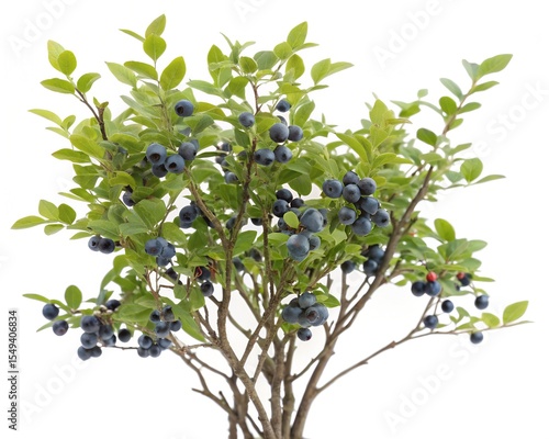Bilberry bush with ripe blue berries isolated on white background