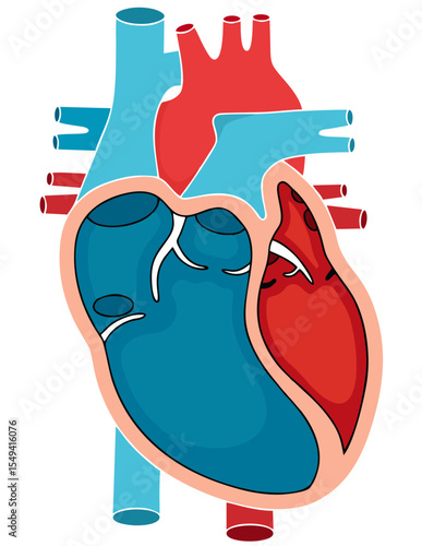 Human Heart Anatomy Diagram: Chambers, Valves, and Blood Flow