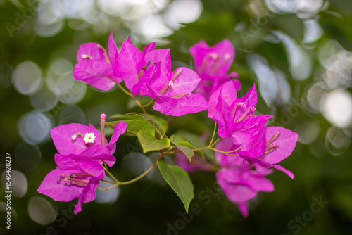Pink rose flower close-up with soft background